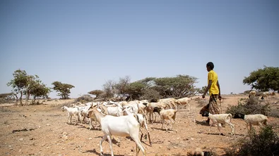 CH1696339-Bashir-15-with-his-family-goats-in-Puntland-Somalia.png