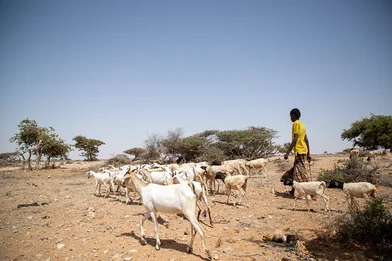 CH1696339-Bashir-15-with-his-family-goats-in-Puntland-Somalia.png