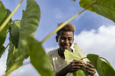 CH1819010-Junior-16-inspecting-taro-plants-he’s-growing-in-a-community-garden-in-Malaita-Province-the-Solomon-Islands